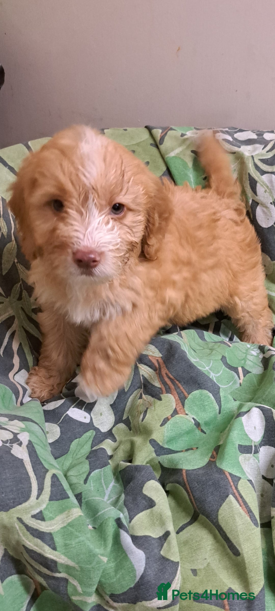 Cockapoo dogs for sale: Cockerpoo cross poodle puppys  - Image 2
