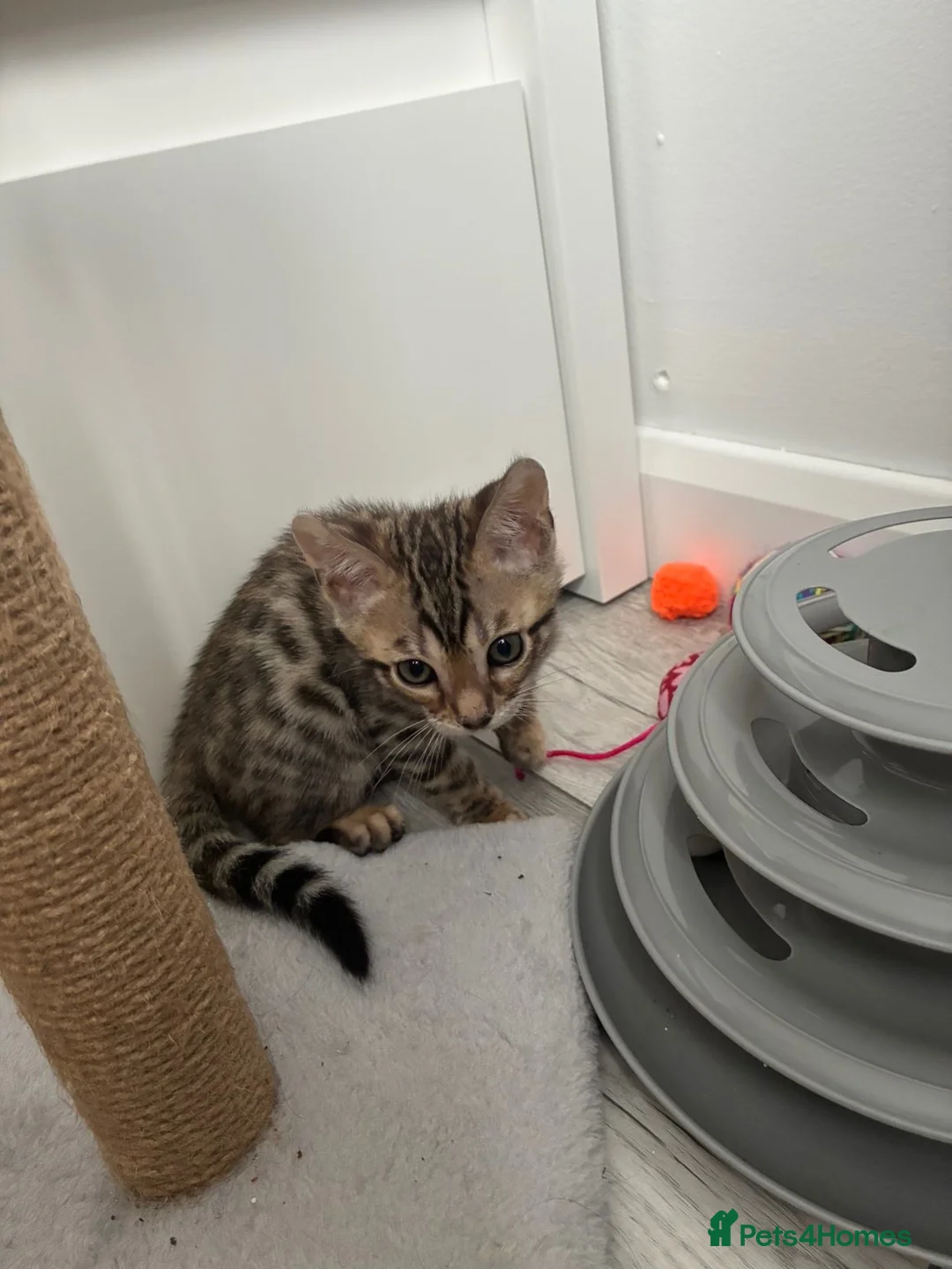 Bengal cats for sale: Bengal babies  in Boston - Advert 2