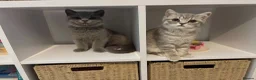 British Shorthair cats for sale: Blue British Shorthair Male Kitten  - Advert 4