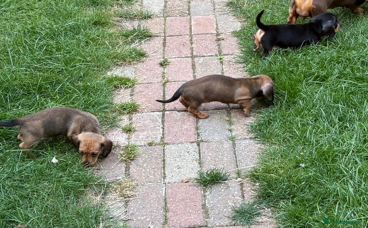 Miniature Dachshund dogs - Advert 7