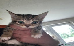Mixed Breed cats for sale: Mixed kittens for sale - Image 5