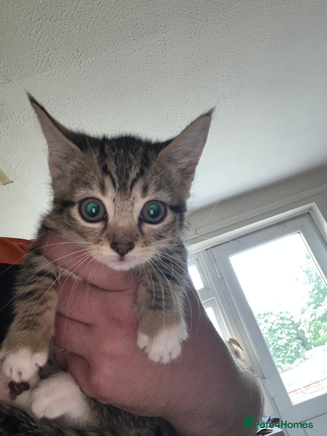 Mixed Breed cats for sale: Mixed kittens for sale - Image 5
