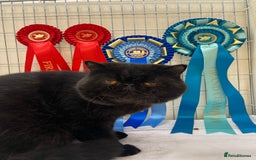 Exotic cats for sale: Stud boy for retirement home - Image 4