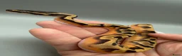 Python Snake reptiles for sale: Enchi poss yellowbelly pied in Liverpool - Advert 5