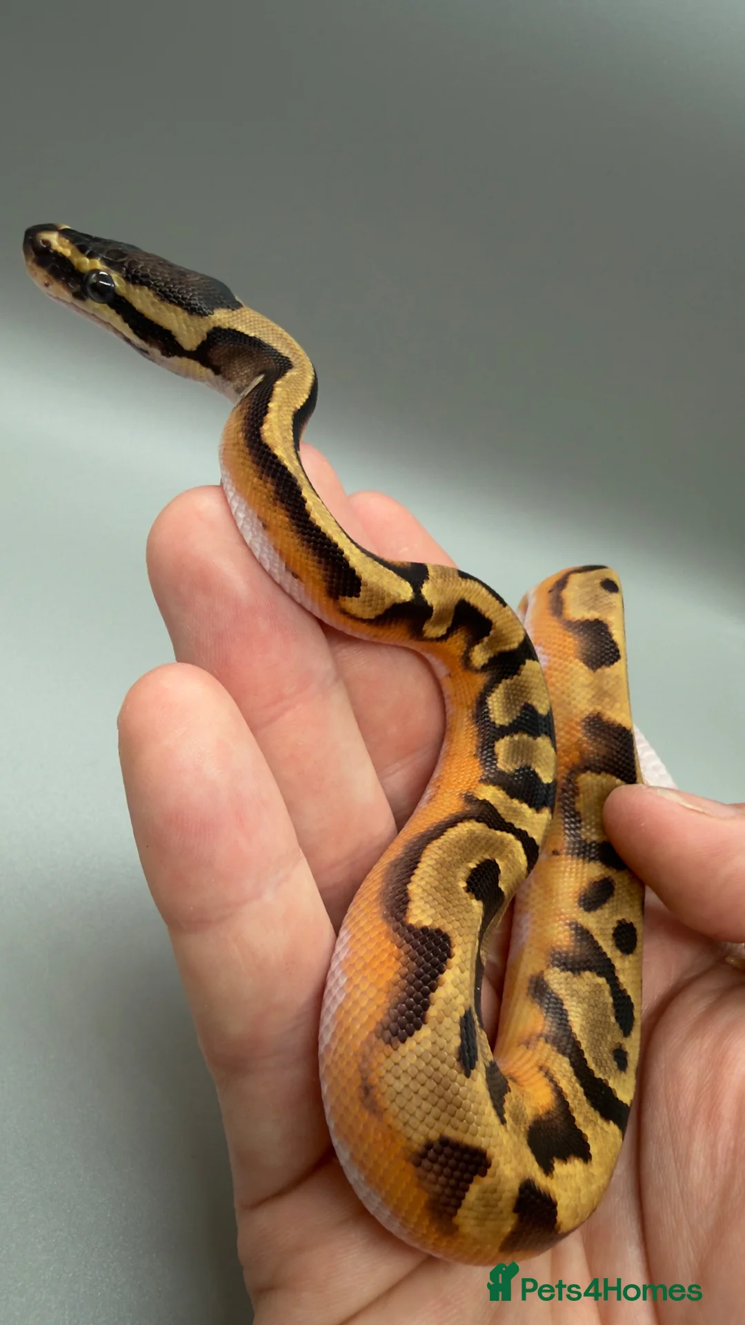 Python Snake reptiles for sale: Enchi poss yellowbelly pied in Liverpool - Advert 5