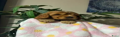 Cocker Spaniel Puppy 3