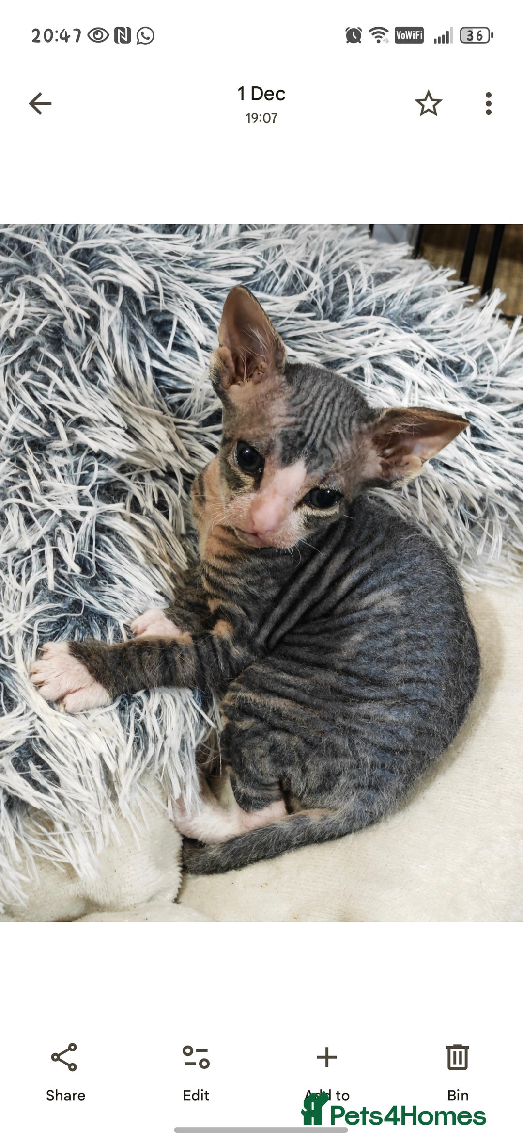 Mixed Breed cats for sale: Beautiful kittens  - Advert 9