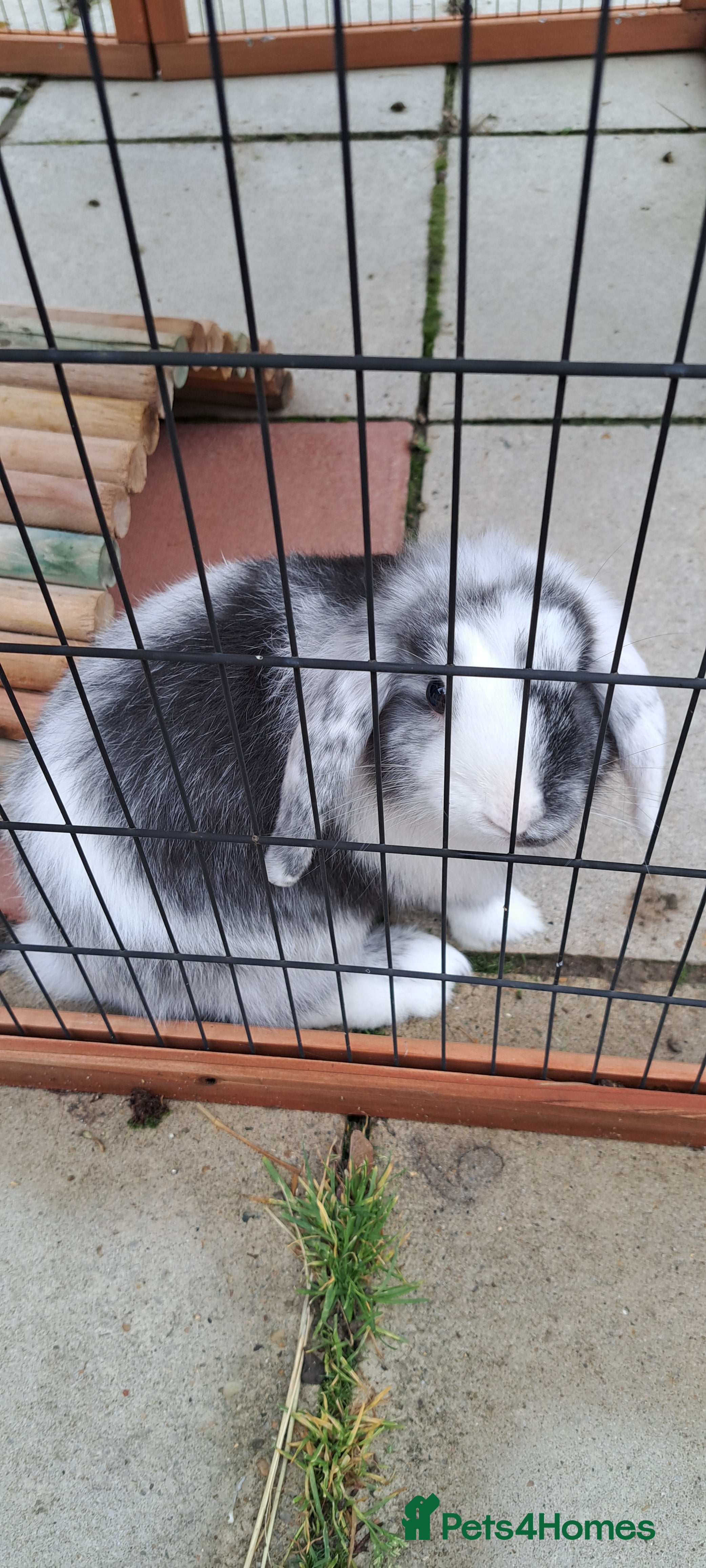 Dwarf Lop rabbits Beautiful rabbit looking for a home - Advert 16