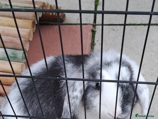 Dwarf Lop rabbits Beautiful rabbit looking for a home - Advert 3