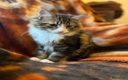British Longhair cats for sale: Outdoor cat - Image 9