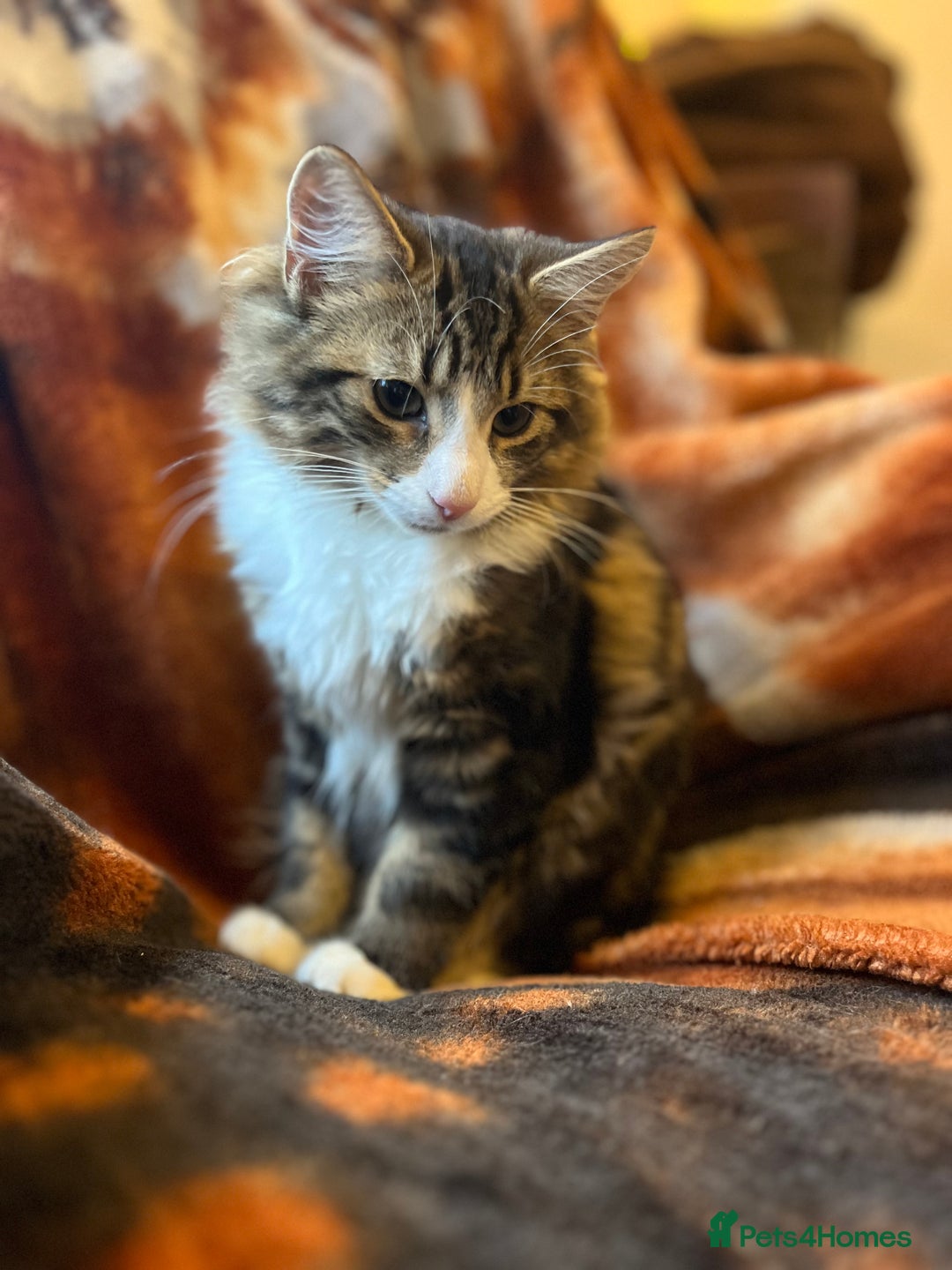 British Longhair cats for sale: Outdoor cat - Image 9