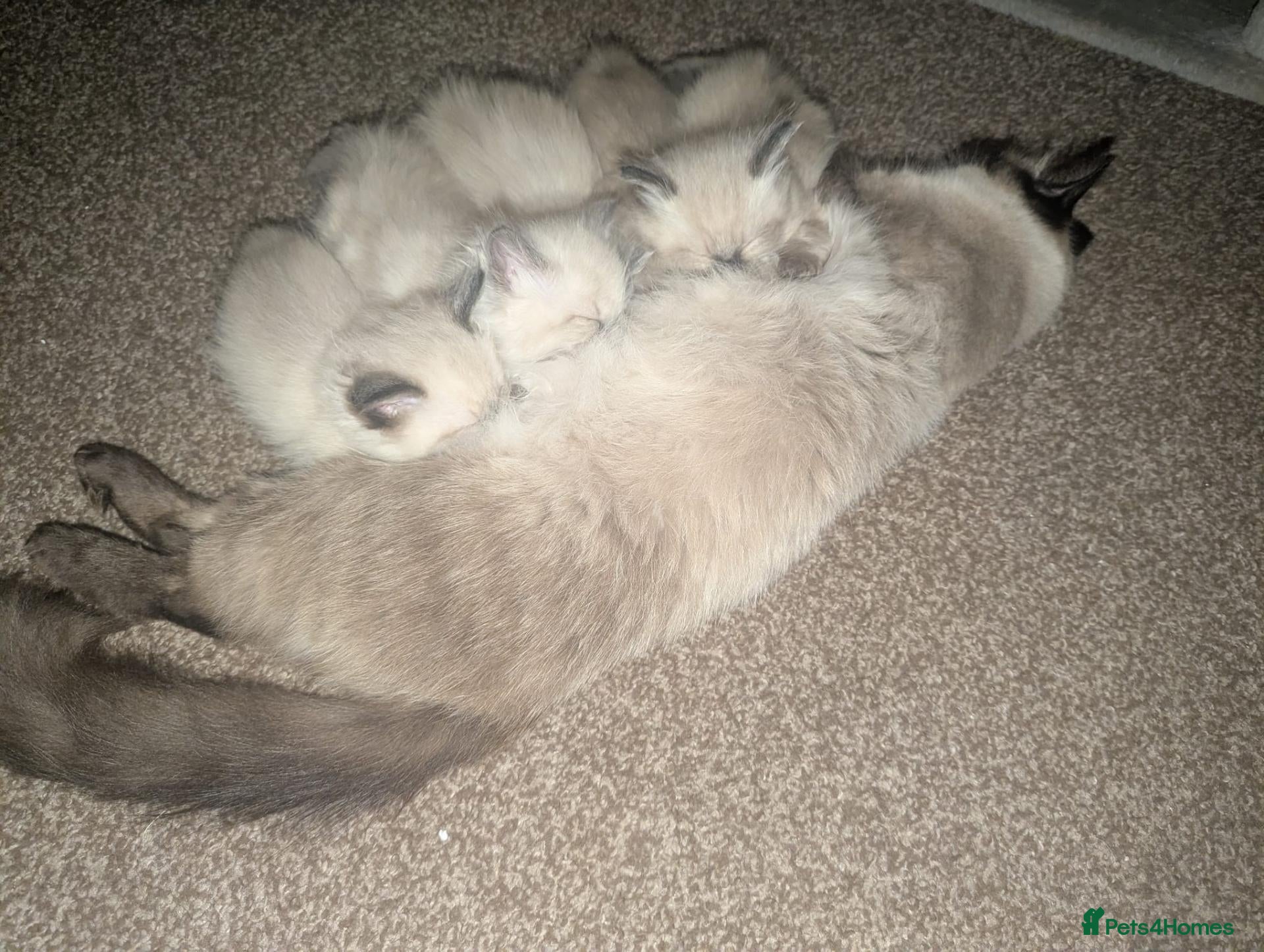 Ragdoll cats Ragdoll Kittens Looking Their Forever Homes - Advert 3