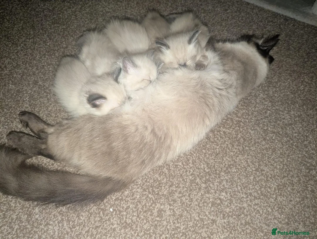 Ragdoll cats for sale: Ragdoll Kittens Looking Their Forever Homes - Advert 1