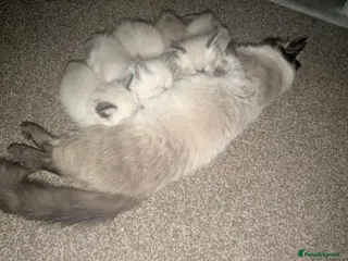Ragdoll cats Ragdoll Kittens Looking Their Forever Homes - Advert 2