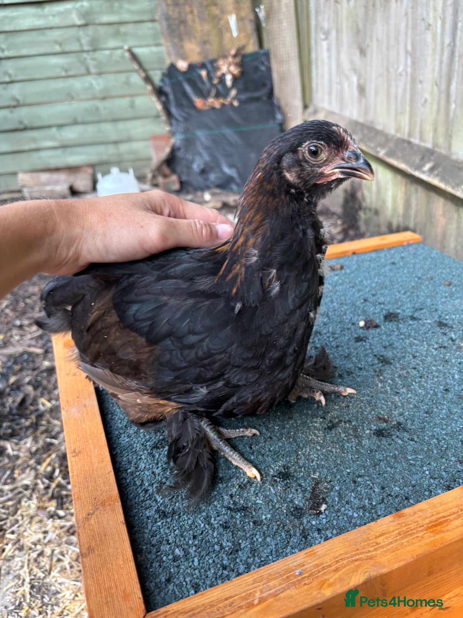 Chickens poultry 8 week old Hens for sale  - Advert 9
