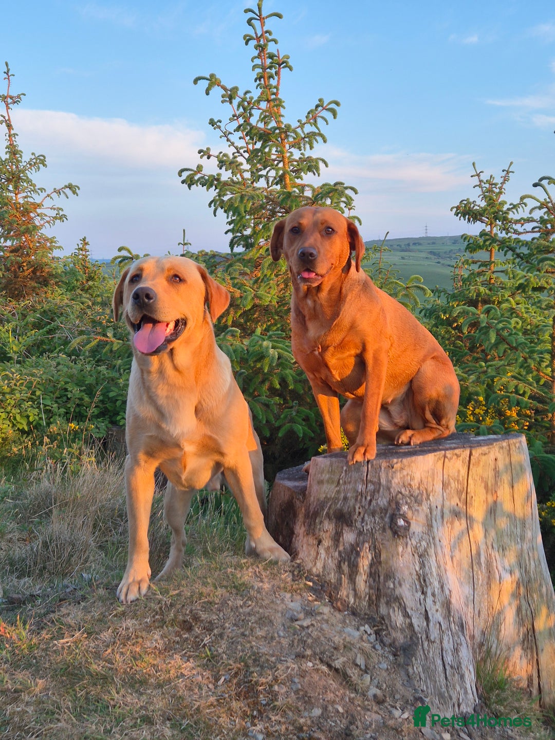 Labrador Retriever dogs for sale: Fox Red Labrador Puppies  - Image 8