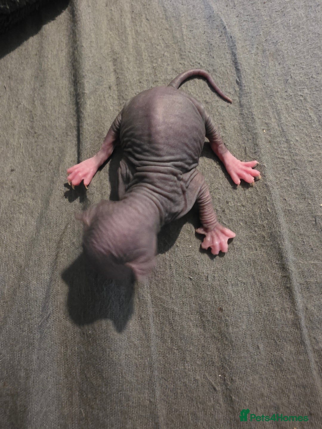 Sphynx cats for sale: Adorable Male Kitten – Sphynx x Devon Rex Cross - Advert 18