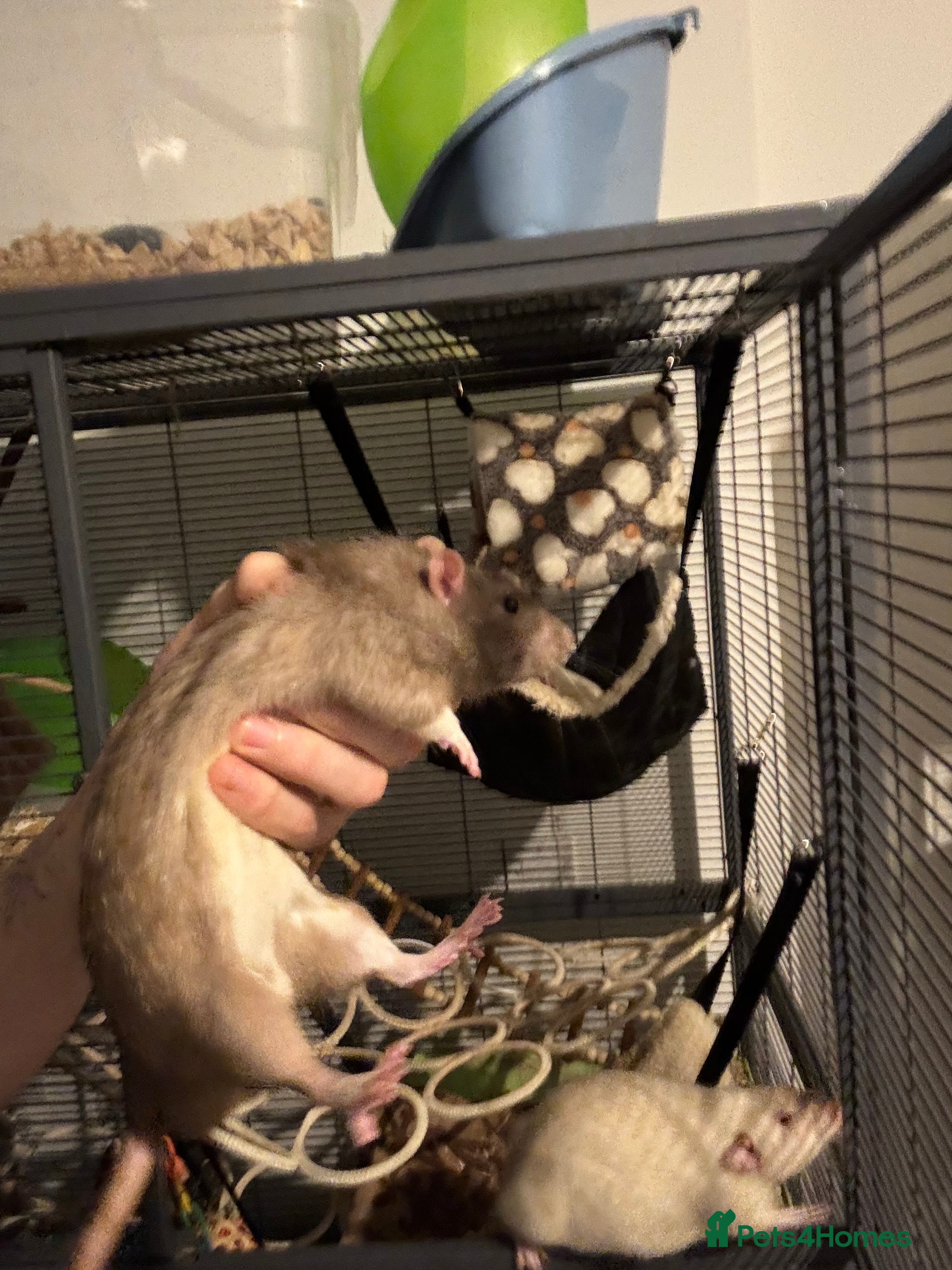 Rat rodents Male+female rats - Advert 17