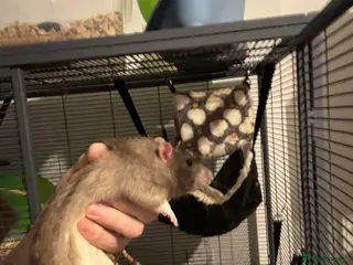 Rat rodents Male+female rats - Advert 17