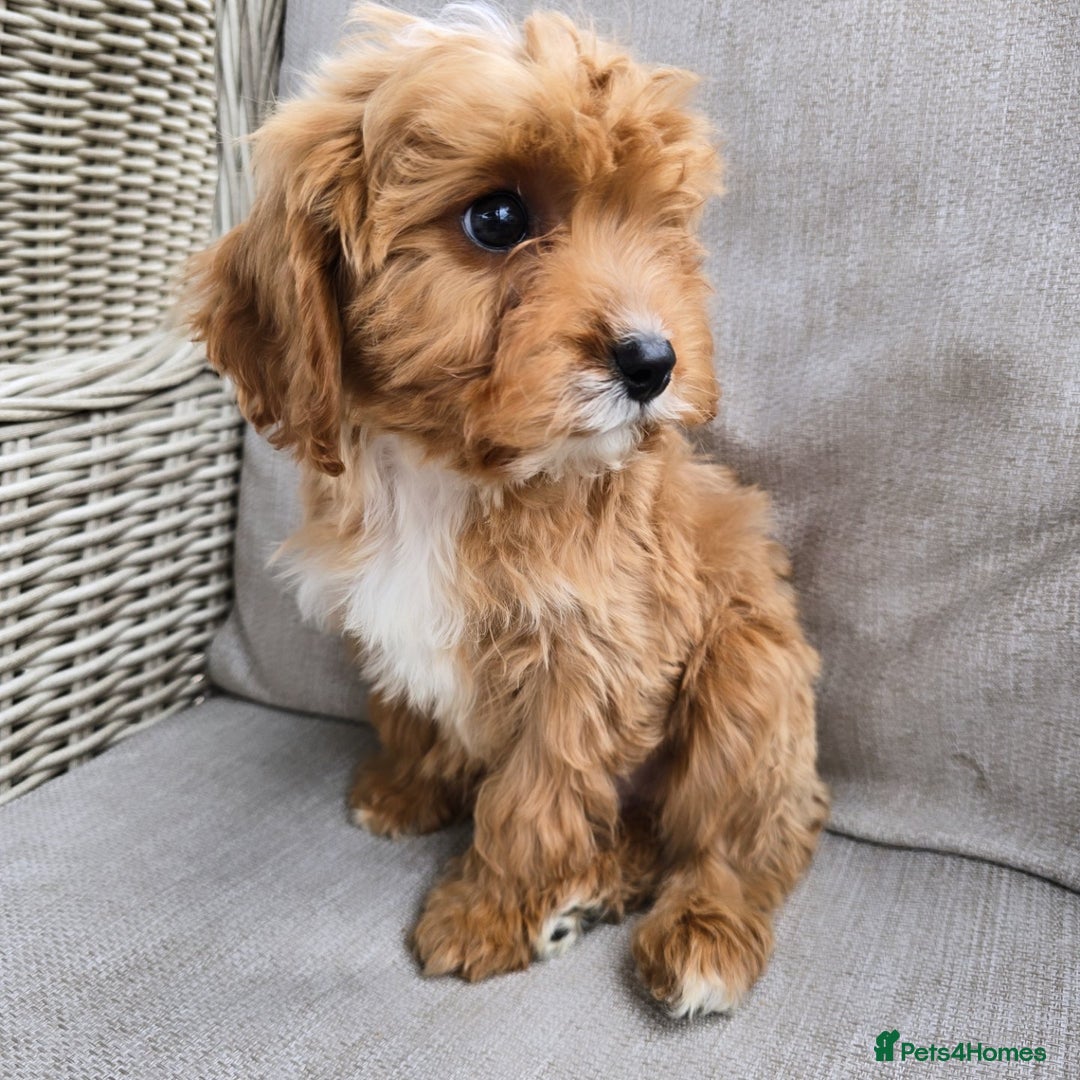 Cavapoo dogs for sale: Cavapoobabiesuk litter has arrived - Image 21