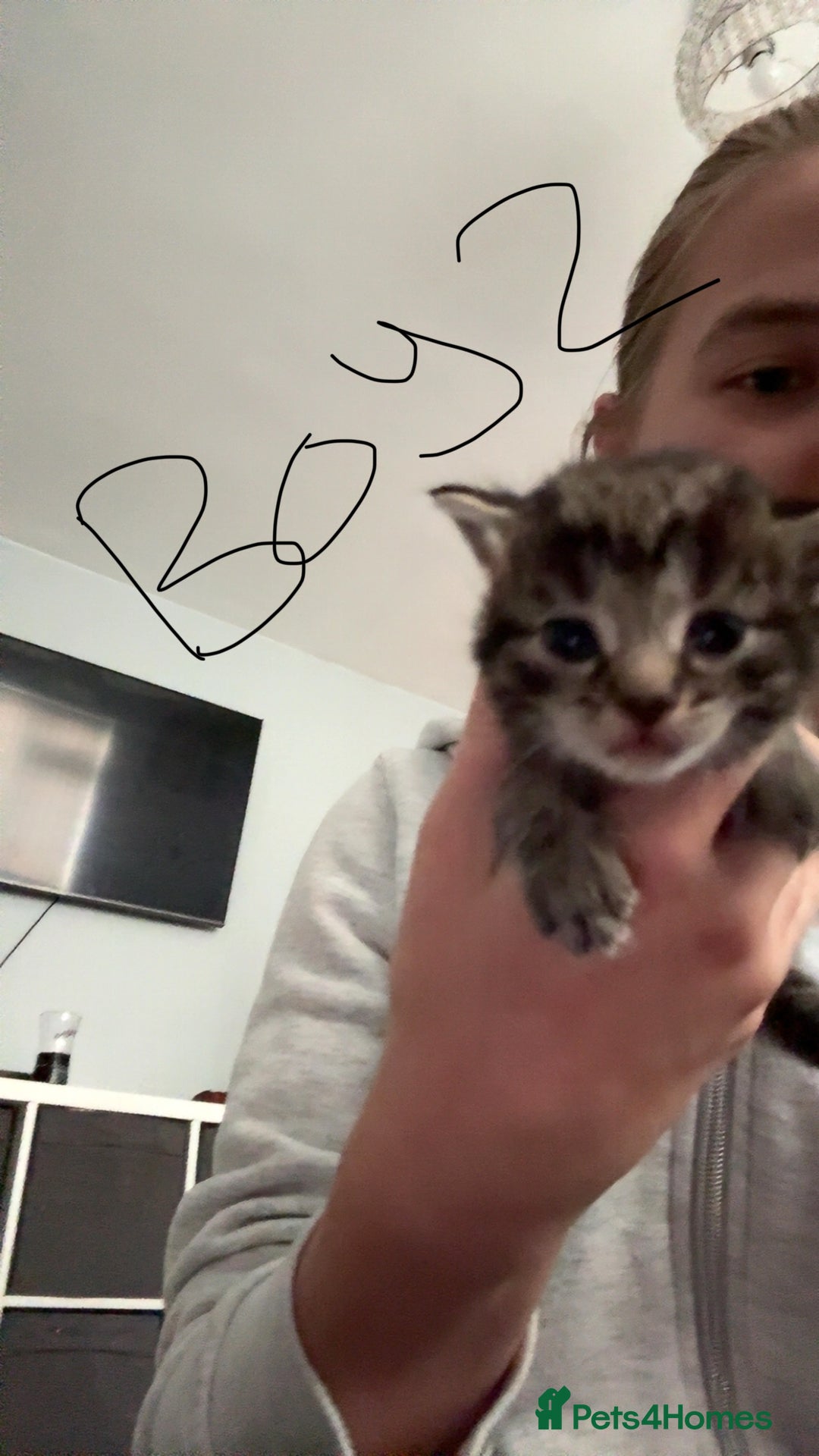 British Shorthair cats for sale: 3 boys 1 girl Tabbys - Image 3