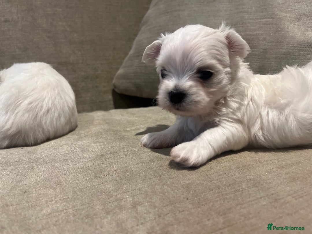 Maltese dogs for sale: Tiny Korean Maltese Boys - Advert 17