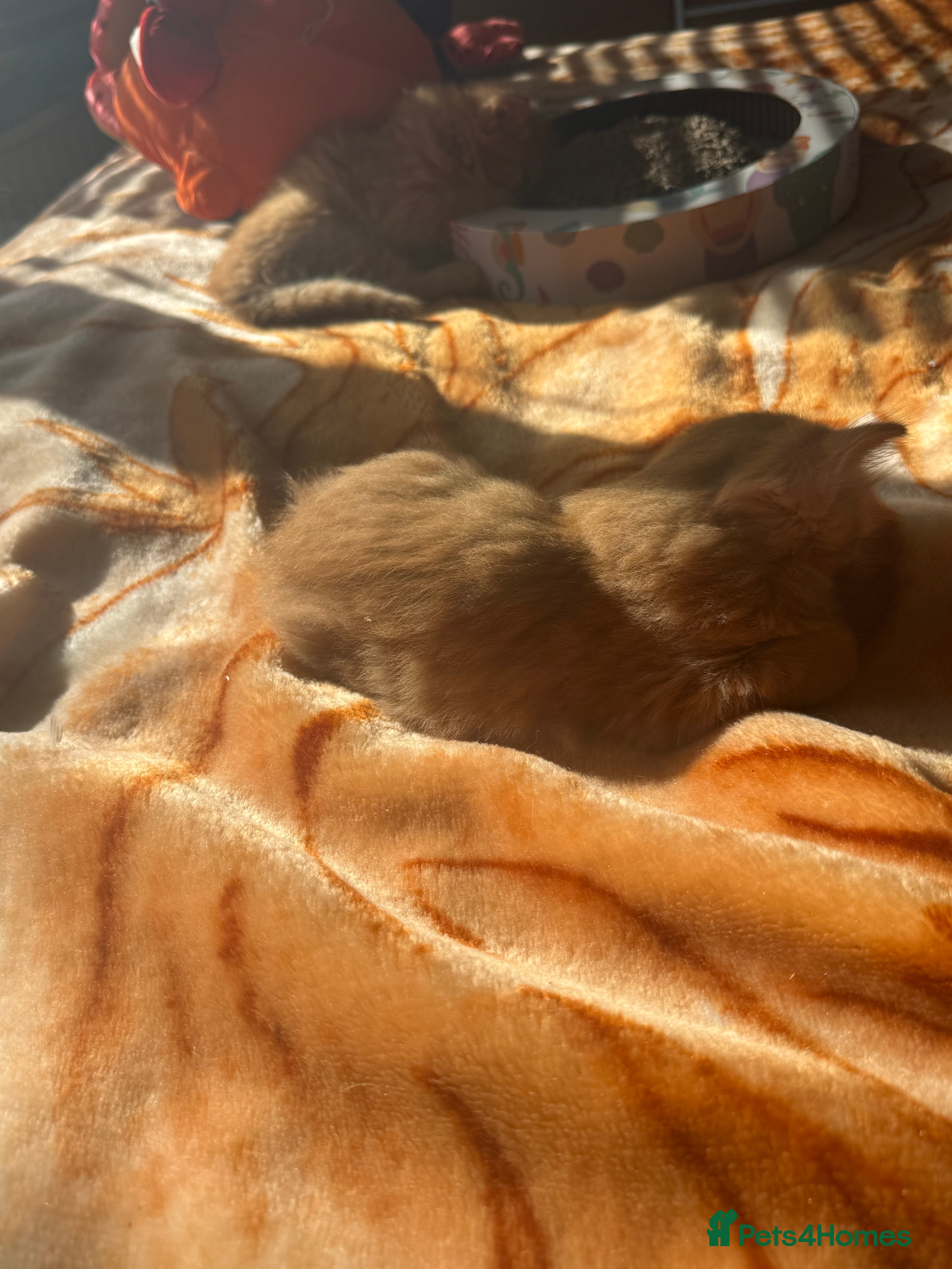 Mixed Breed cats Beautiful kittens available  - Advert 2