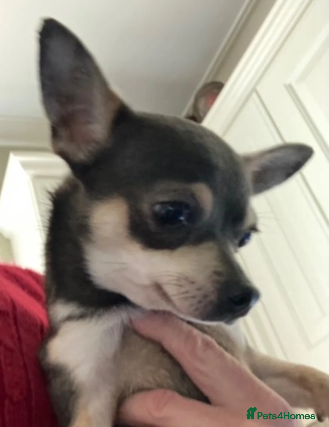 Chihuahua dogs for sale: Chihuahua puppy from licensed breeder - Advert 9