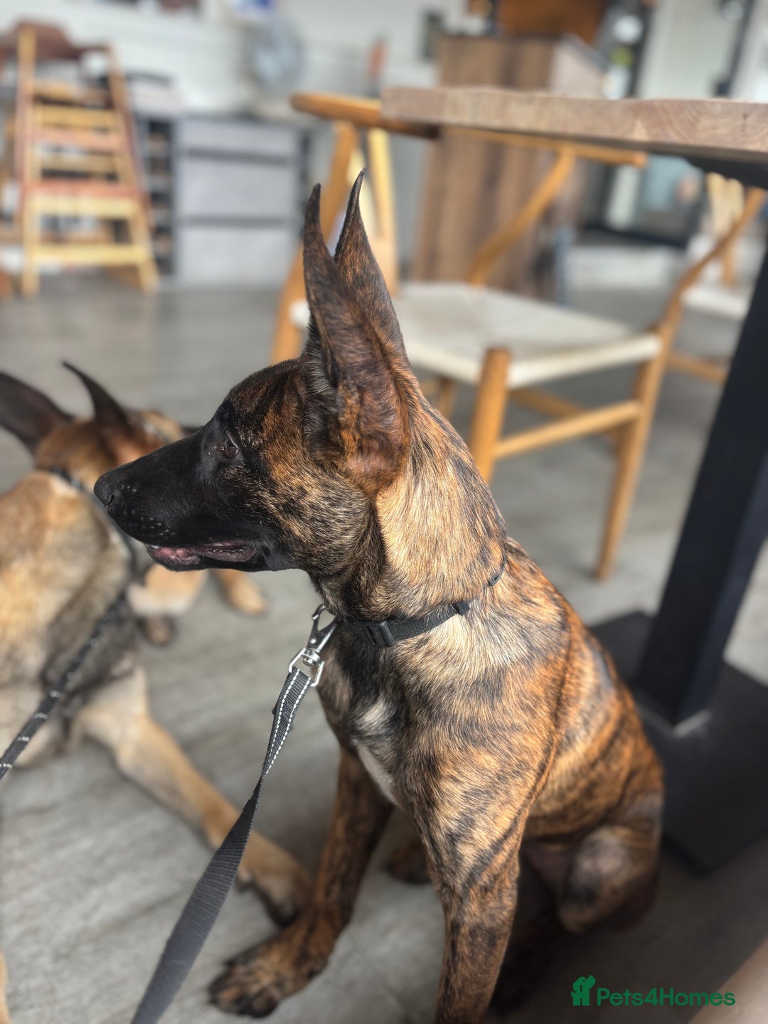 Belgian Shepherd Dog dogs for sale: Obedience Trained Belgian dutch malinios - Image 7