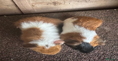 Guinea Pig rodents - Advert 8