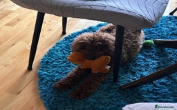 Cavapoo dogs for sale: Rehoming our cavapoo - Image 3