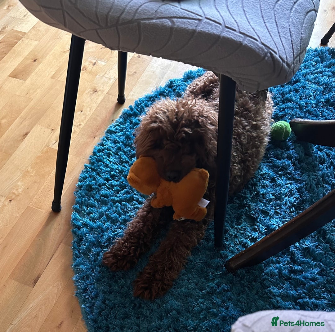 Cavapoo dogs for sale: Rehoming our cavapoo - Image 3