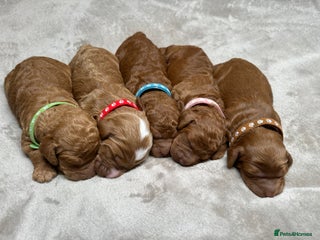 Cockapoo dogs Beautiful Cockapoo Puppies – Ready Early New Year - Advert 1