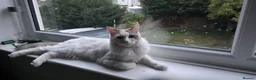 Ragdoll cats for sale: 1 year old ragdoll for sale - Advert 4