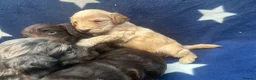 Cockapoo dogs for sale: 5 F1 cockapoo pups  - Advert 19