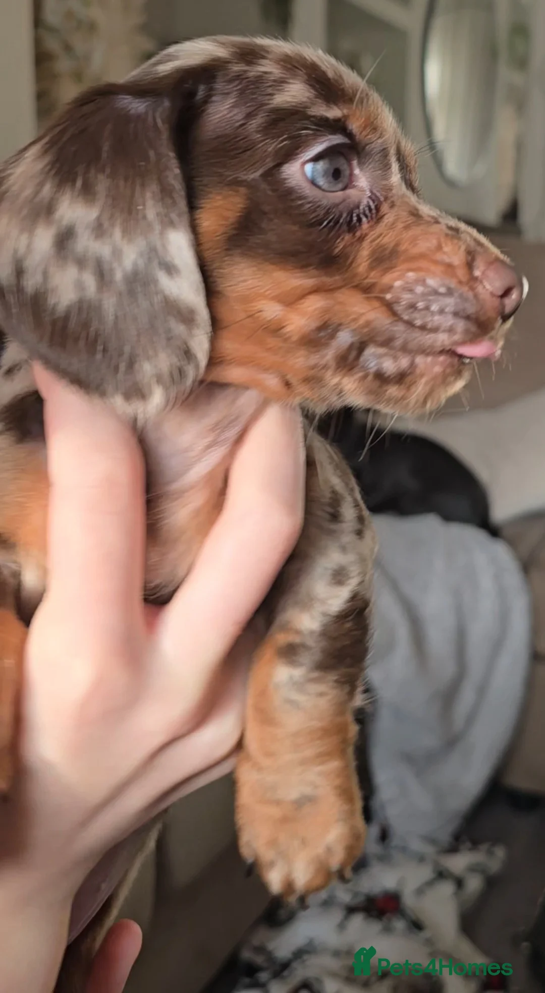 Miniature Dachshund dogs for sale: READY NOW 1 female dapple mini dachshund - Advert 3