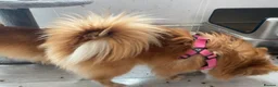 Pomeranian dogs for sale: Adventurous girl Pomeranian  - Advert 4