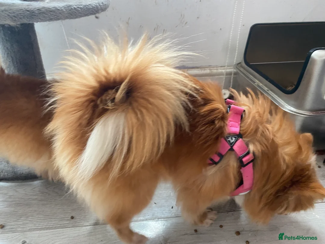 Pomeranian dogs for sale: Adventurous girl Pomeranian  - Advert 4