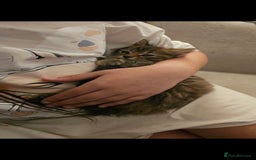 Mixed Breed cats for sale: 07759 033951 1 tabby girl  - Image 6