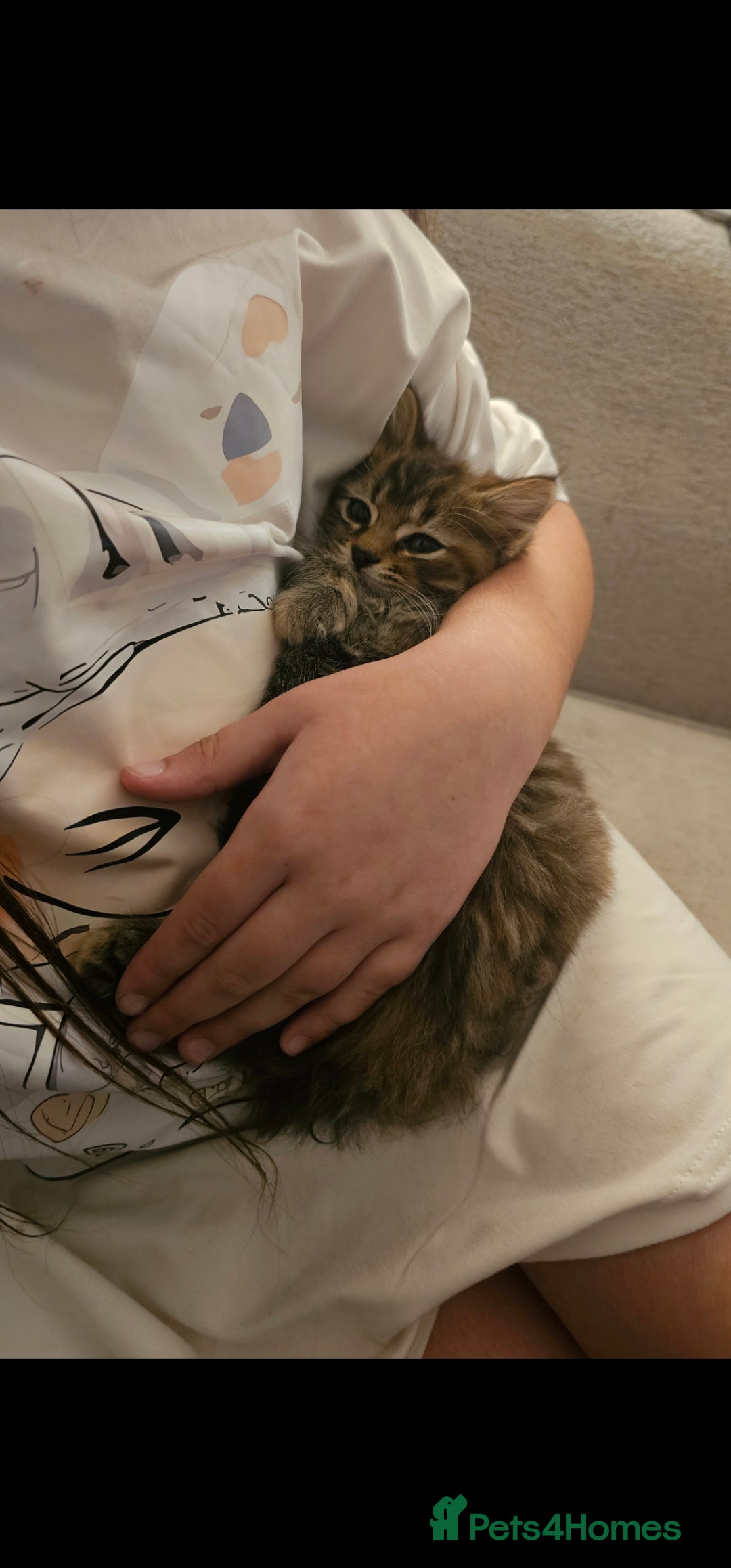 Mixed Breed cats for sale: 07759 033951 1 tabby girl  - Image 6