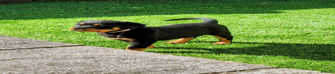 Rottweiler Puppy 6
