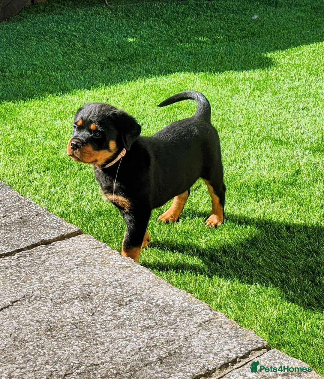 Rottweiler dogs for sale: Rottweiler puppies - Image 16