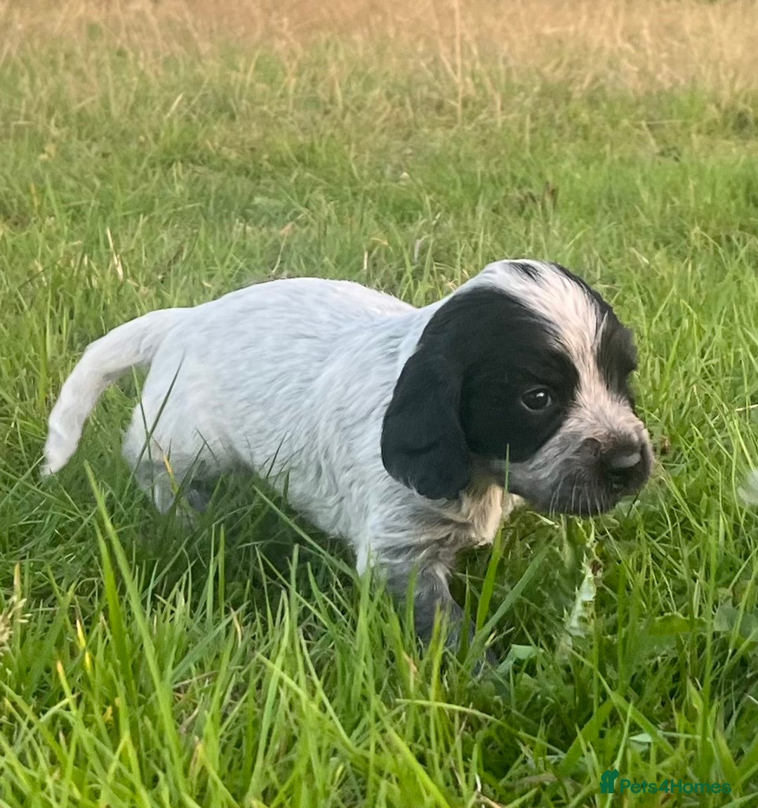 Sprocker dogs for sale: Sprocker puppies for sale   - Image 9