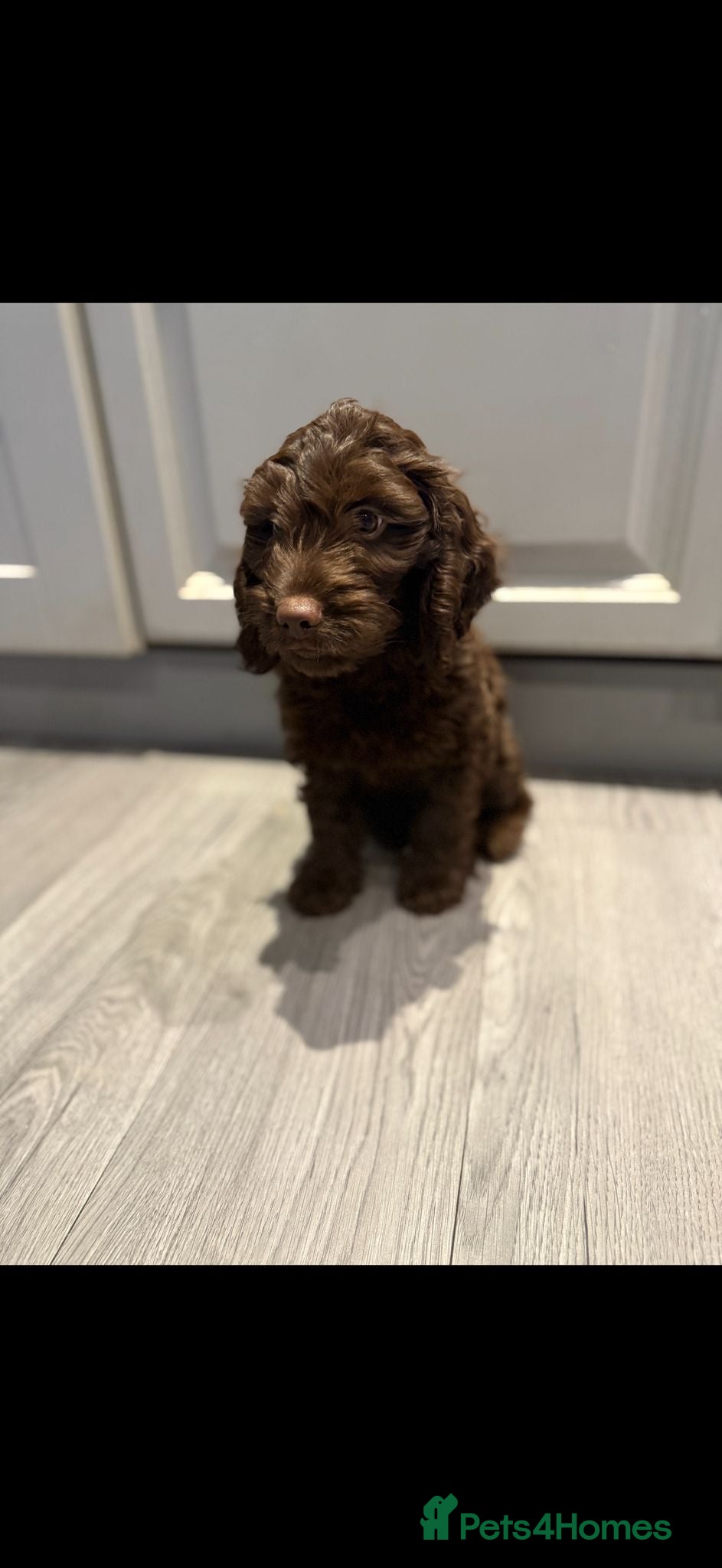 Cockapoo dogs LAST MALE COCKAPOO  - Advert 10