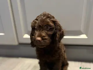 Cockapoo dogs LAST MALE COCKAPOO - Advert 15