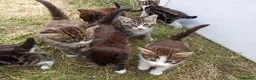 Mixed Breed cats for sale: ❤️Tiny Paws, Big Hearts Ready for Loving Home soon - Advert 24