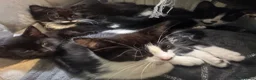 Mixed Breed cats for sale: Kittens for sale in London - Advert 7