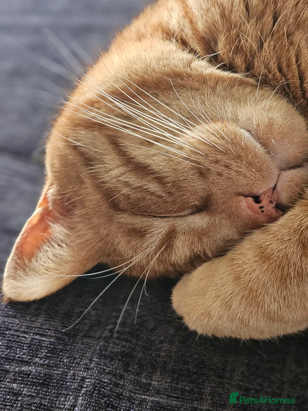 Mixed Breed cats for sale: Very loving ginger male cat - Advert 5