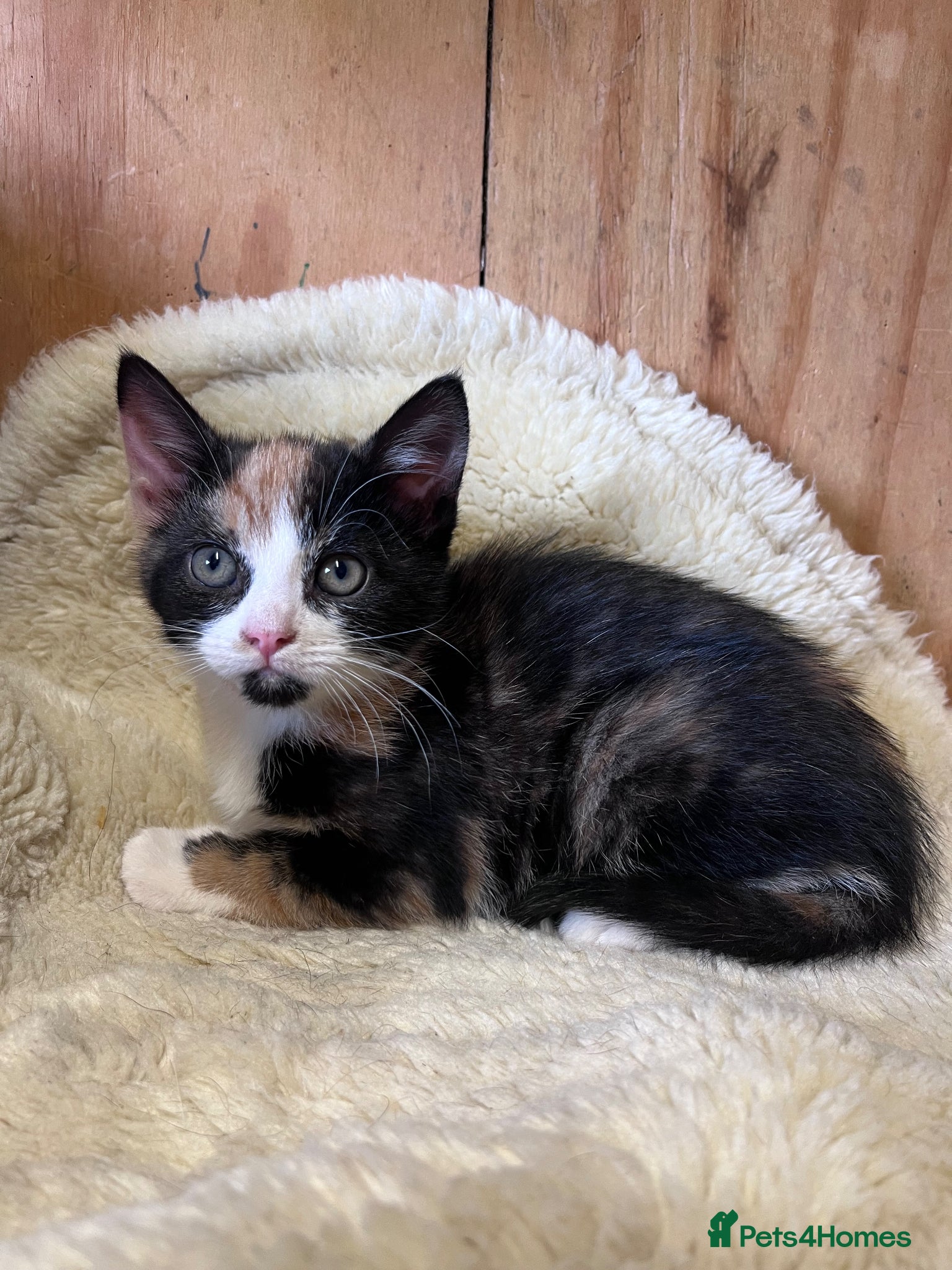 Mixed Breed Kitten 3