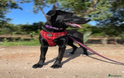 Mixed Breed dogs for adoption: Lovely Leah - Image 17